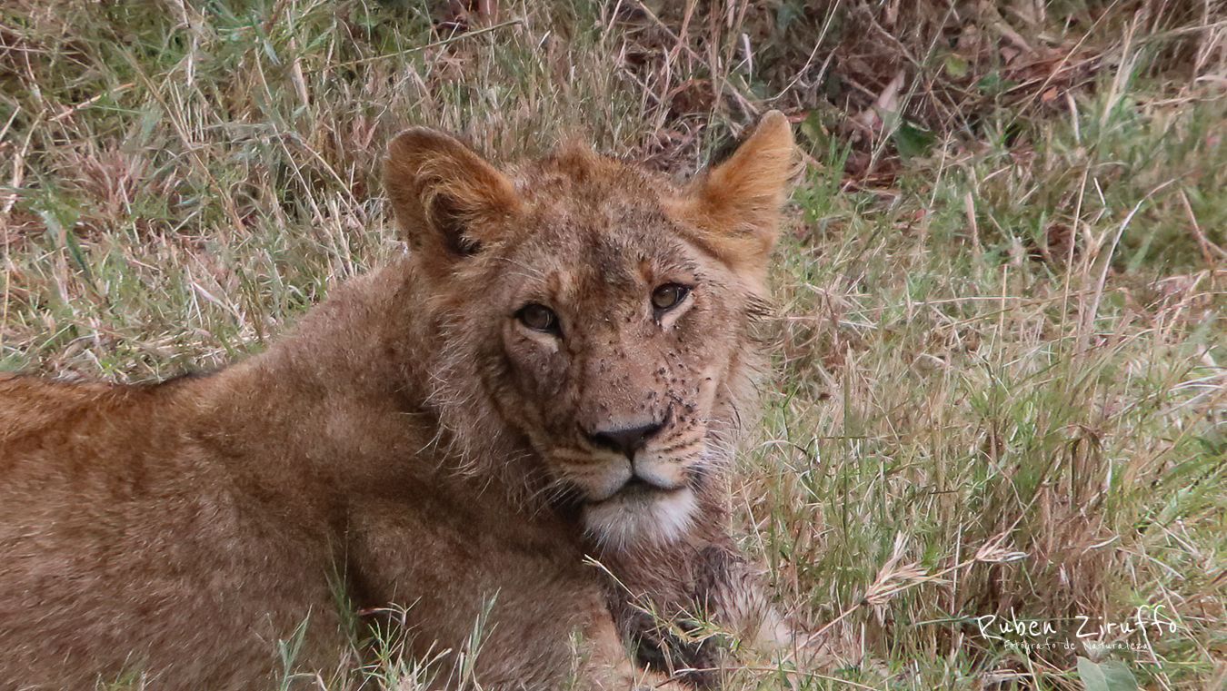 Leona (Panthera leo)