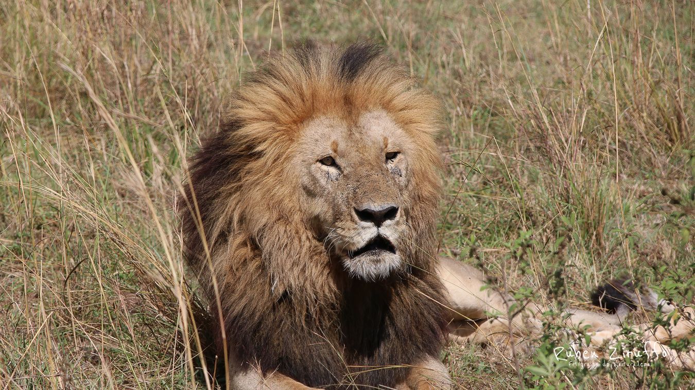 León (Panthera leo)