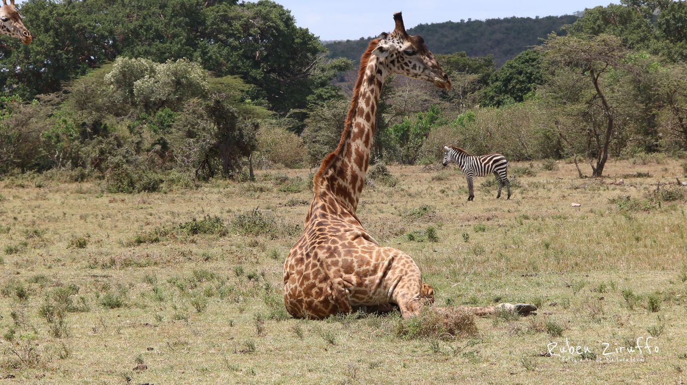 Jirafa (Giraffa camelopardalis) 