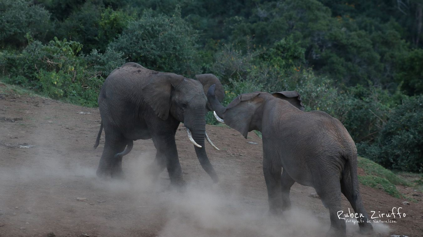 Elefante africano (Loxodonta africana)