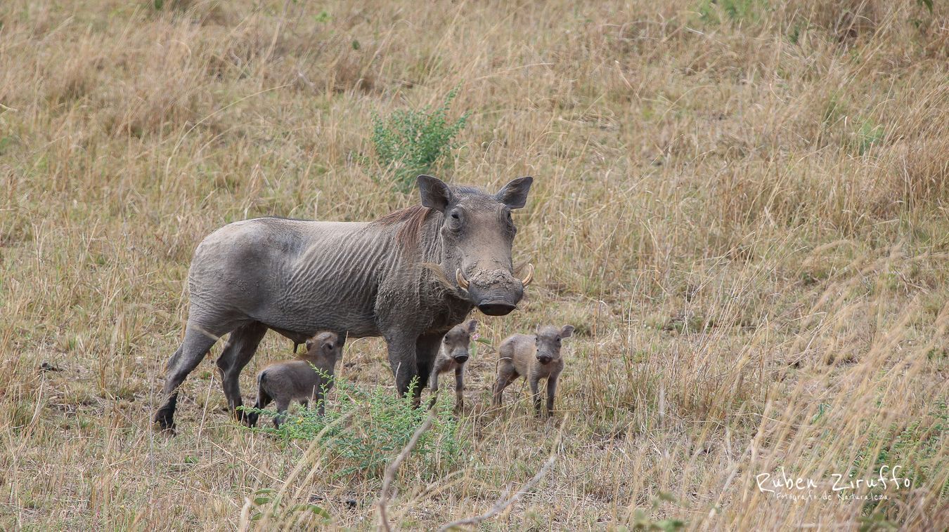 Jabalí (Phacochoerus aethiopicus)