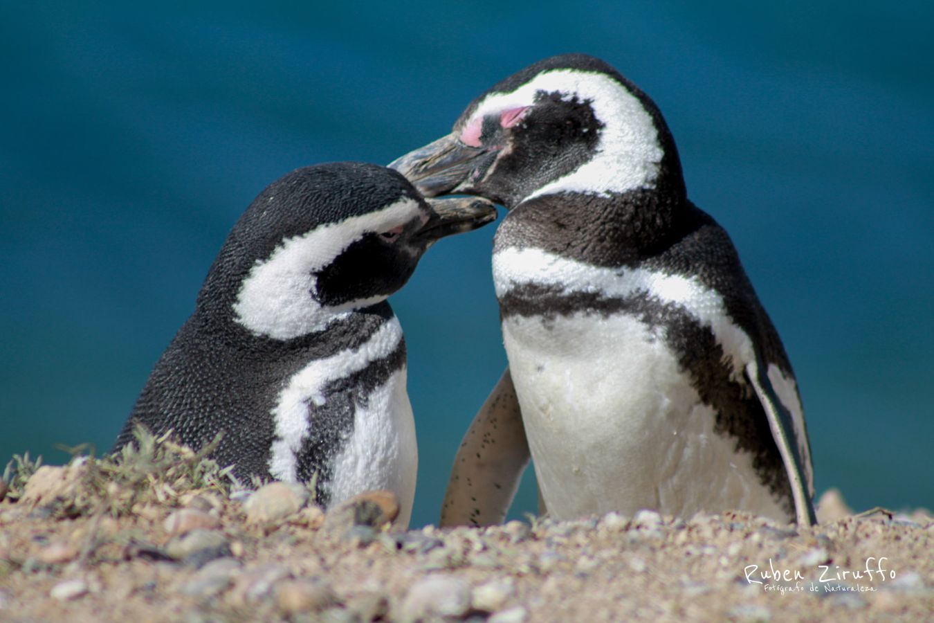 Pingüinos de Magallanes (Spheniscus magellanicus)