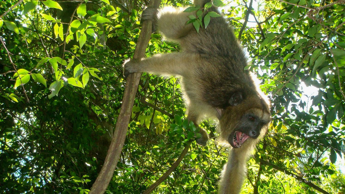 Mono Carayá (Alouatta caraya)