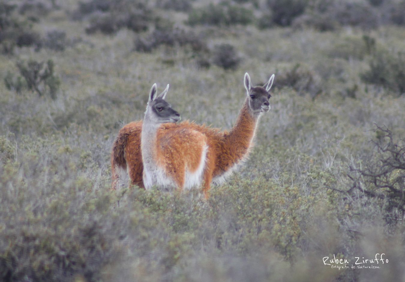 Vicuña (Vicugna vicugna)