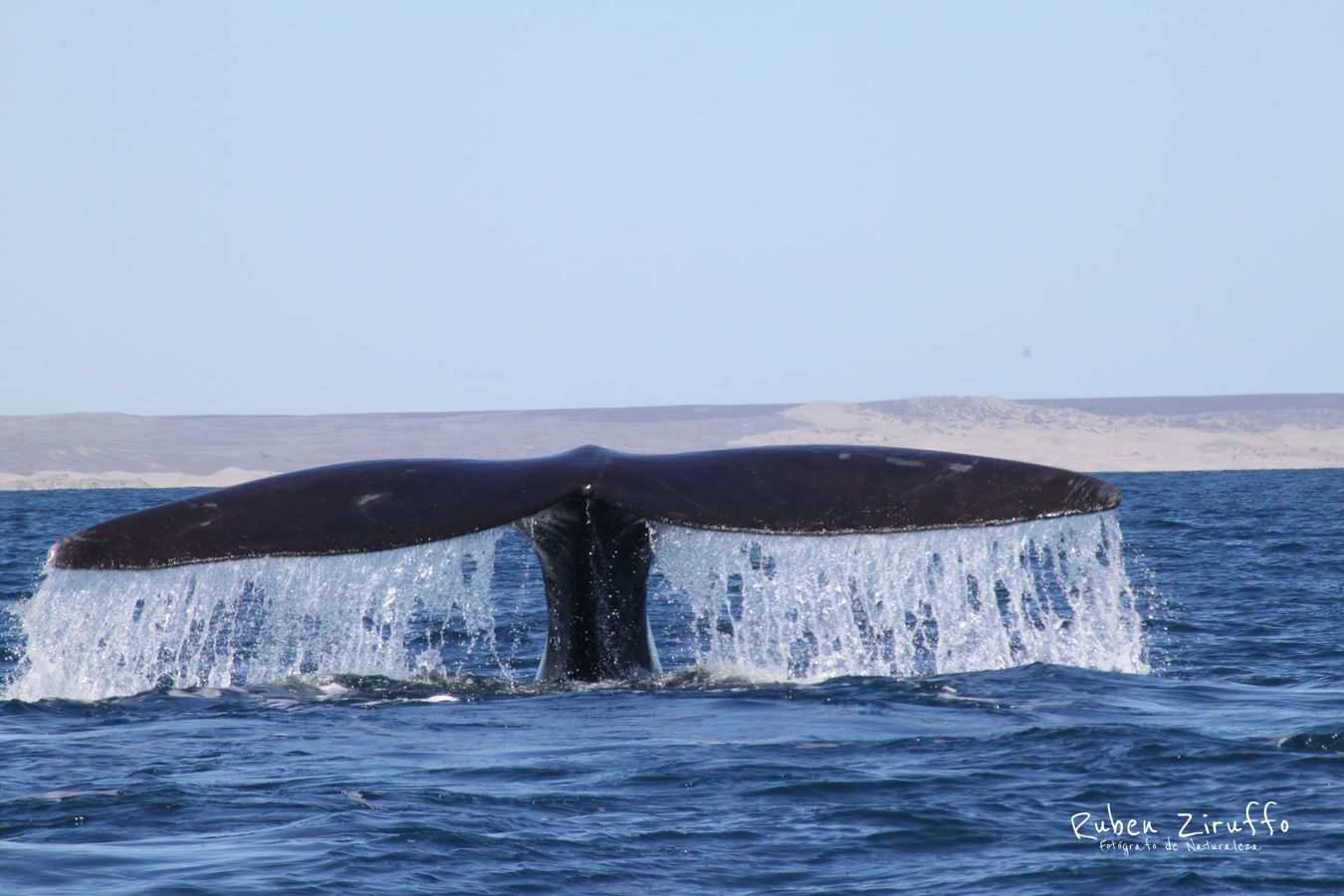 Ballana Franca Austral (Eubalaena australis)