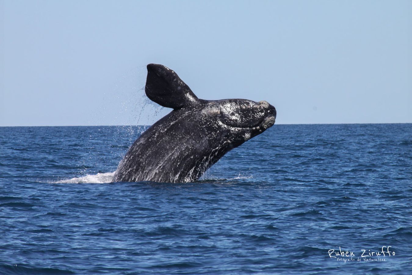 Ballana Franca Austral (Eubalaena australis)