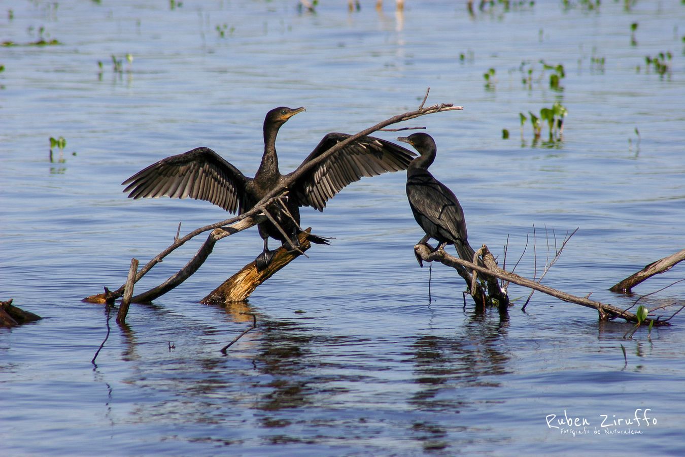 Bigua (Phalacrocorax brasilianus)