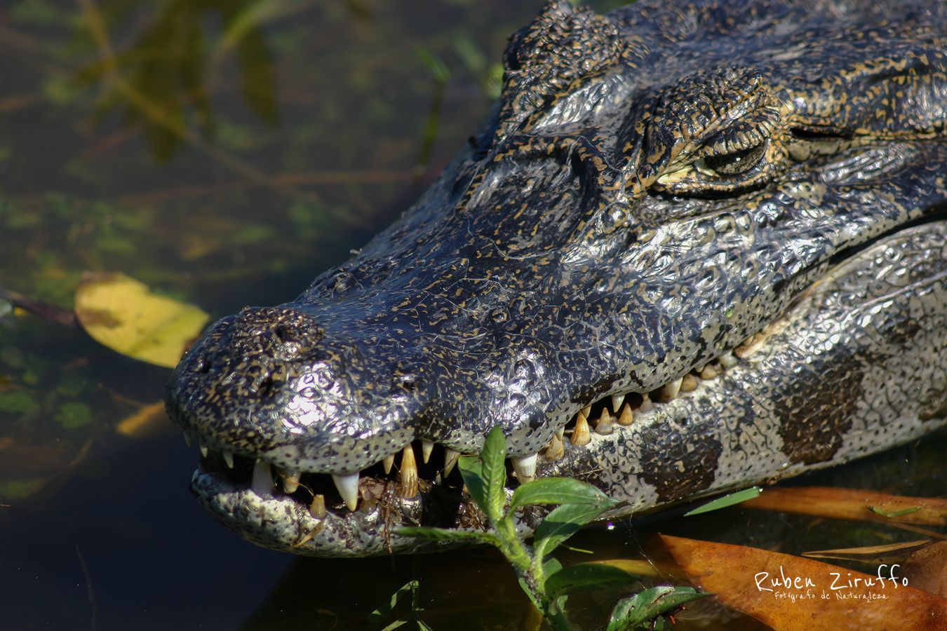 Yacare (Caiman yacare)