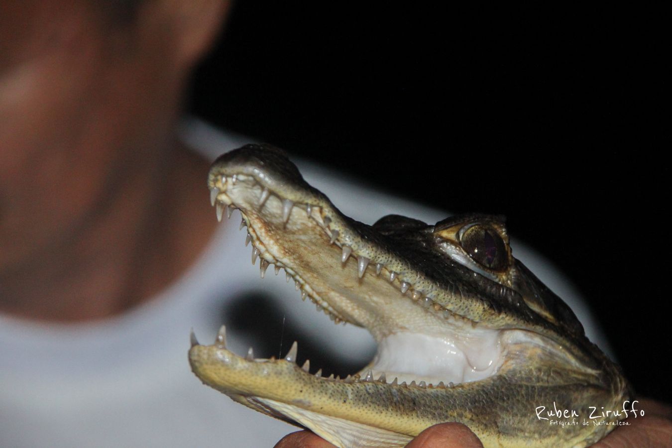 Cocodrilo de Amazonas