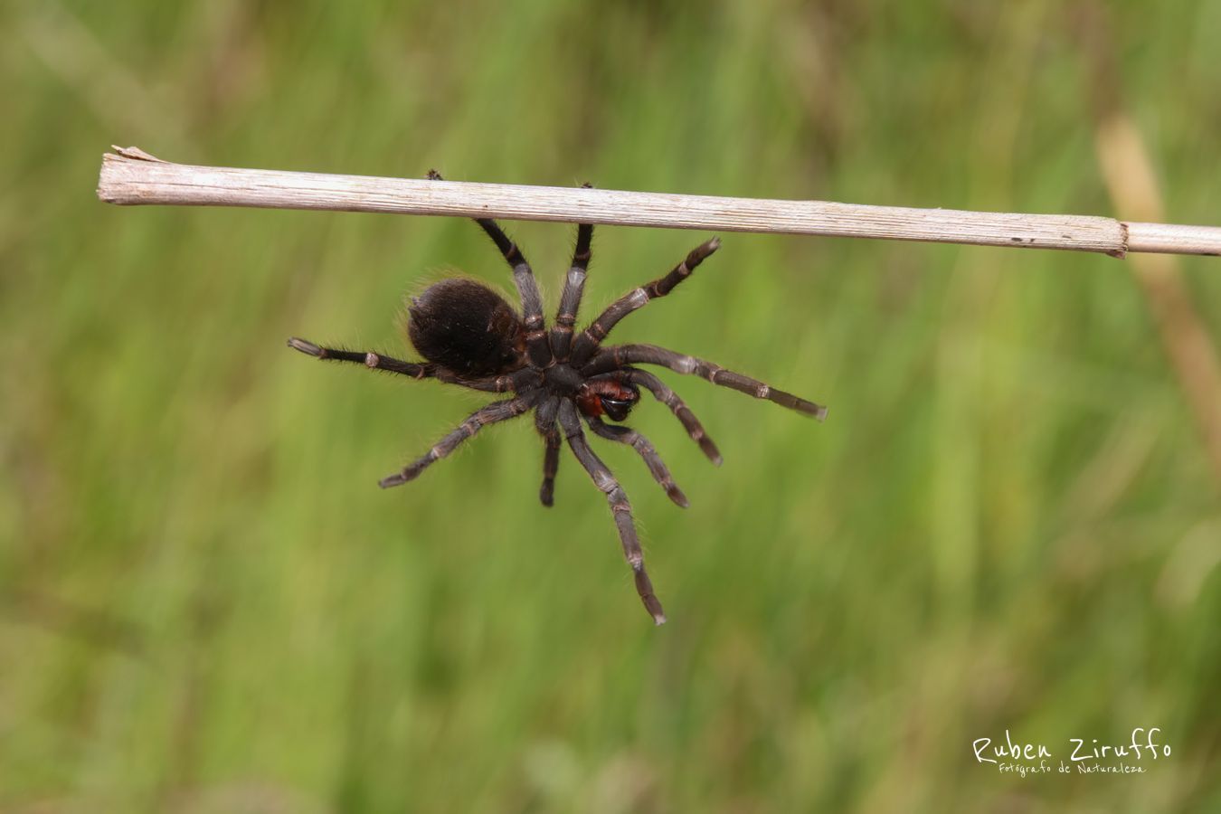 Tarántula salmón rosado