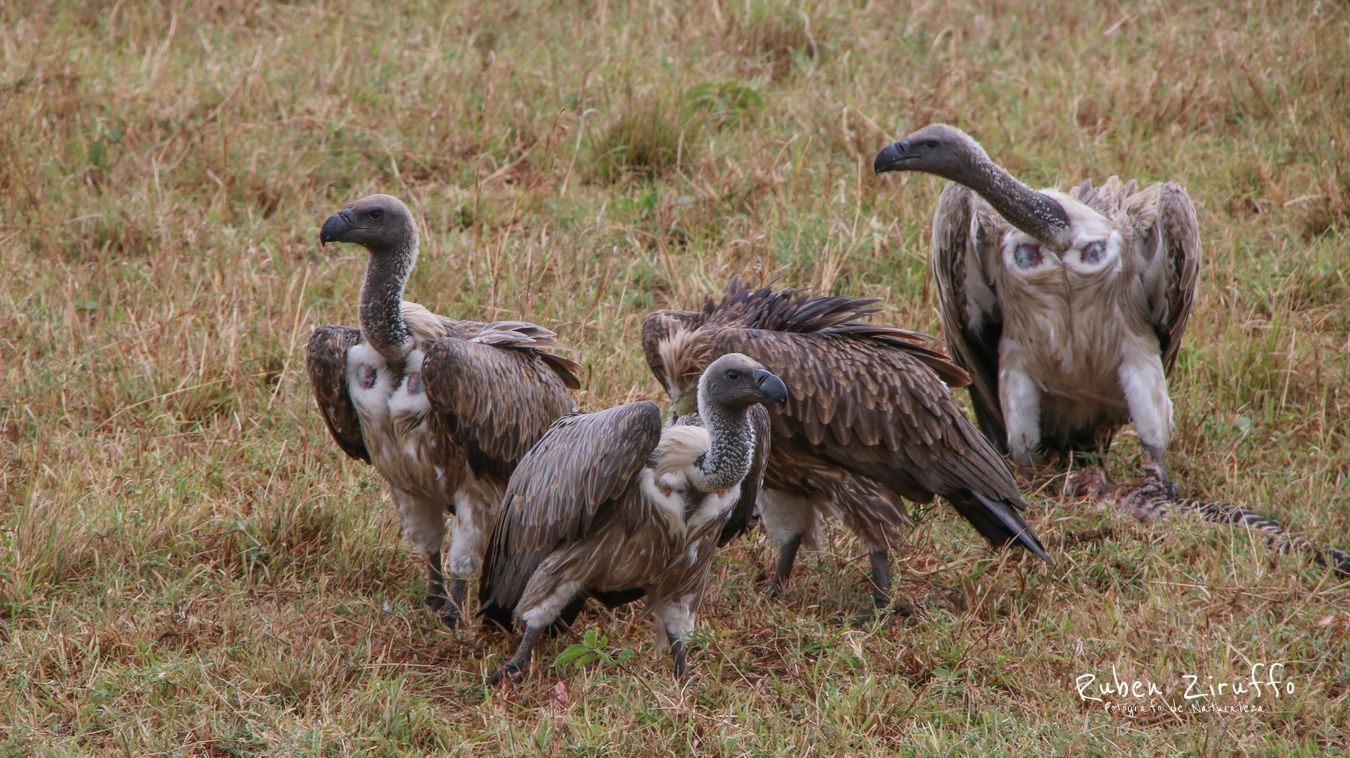 Buitre Dorsiblanco Africano (Gyps africanus)