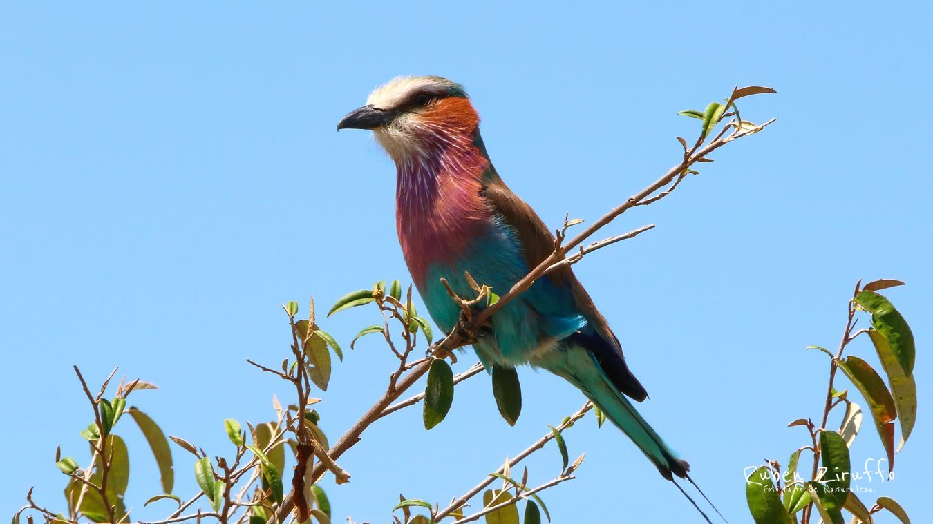 Lilac-breasted roller (Coracias caudatus)