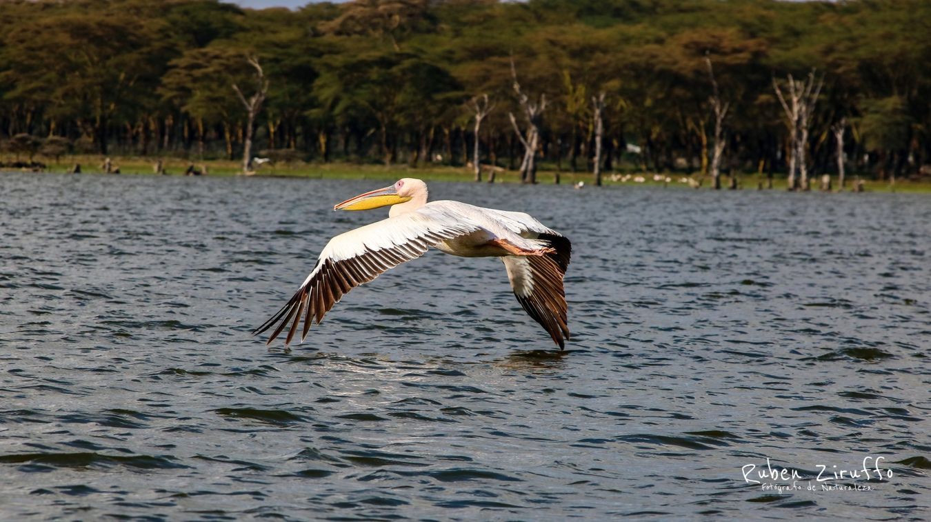 Pelícano africano(Pelecanus onocrotalus)