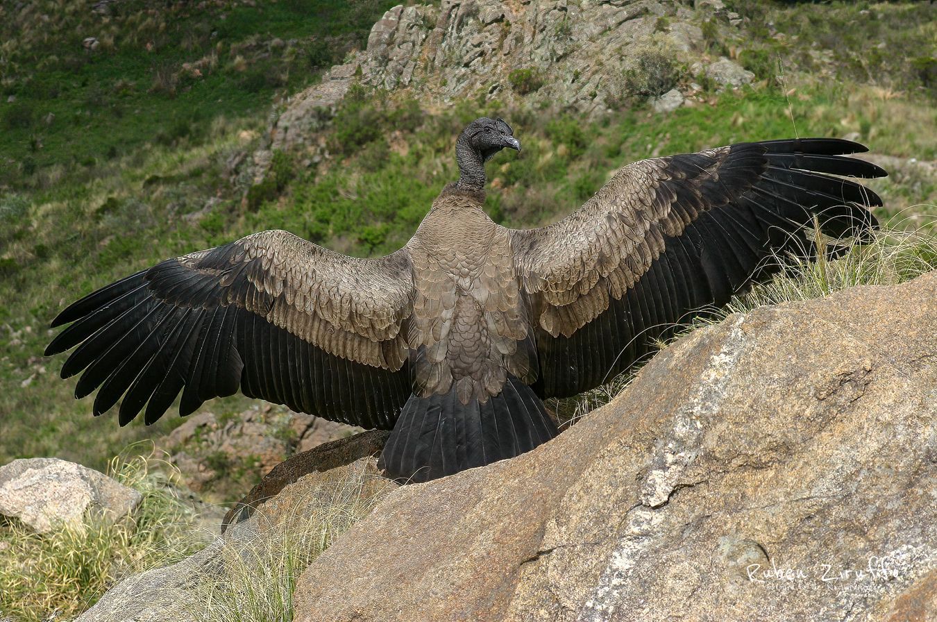 Cóndor Andino (Vultur gryphus)