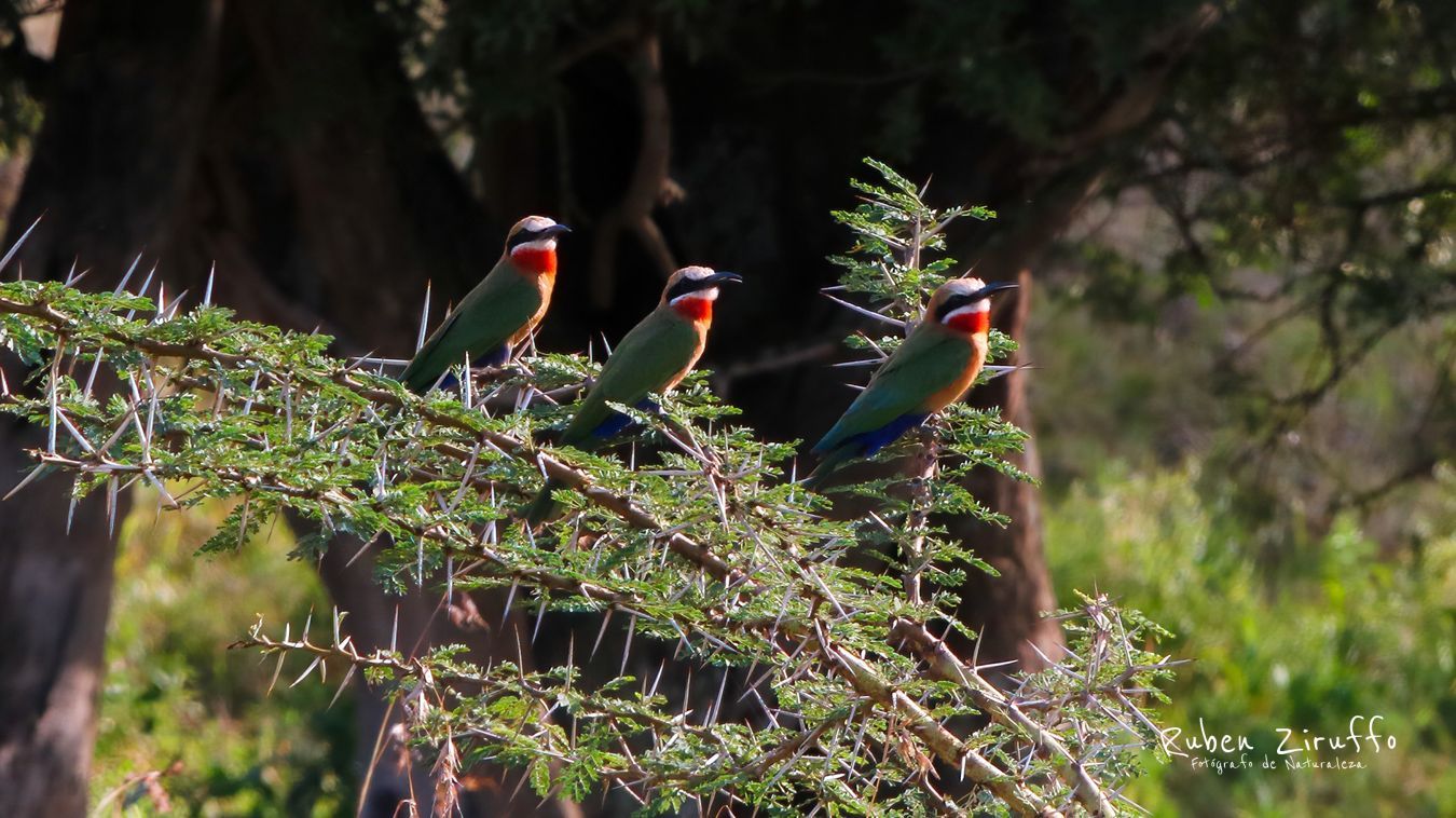 White-fronted Bee-eater (Merops bullockoides) 