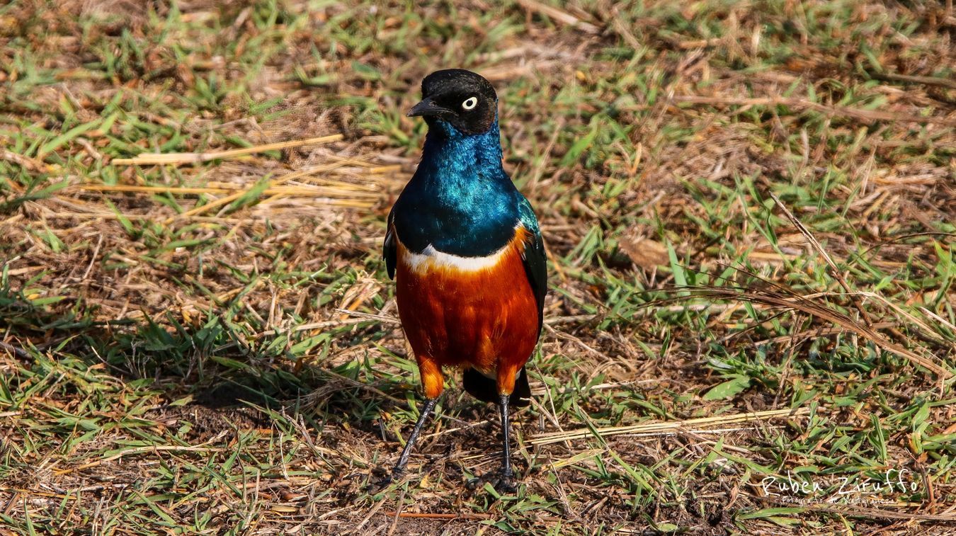  Superb starling bird (Lamprotornis superbus)