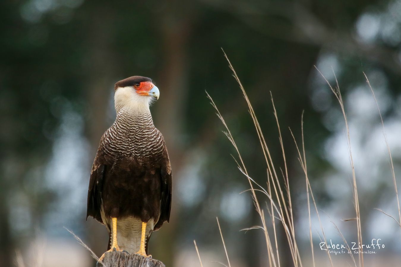 Carancho (Caracara plancus) 