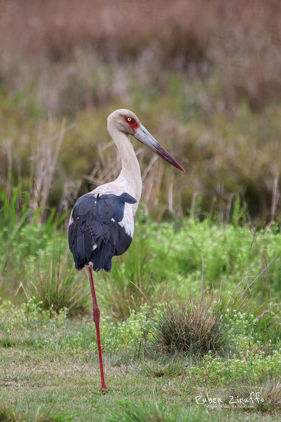 Cigüeña americana o tabuyayá (Ciconia maguari)