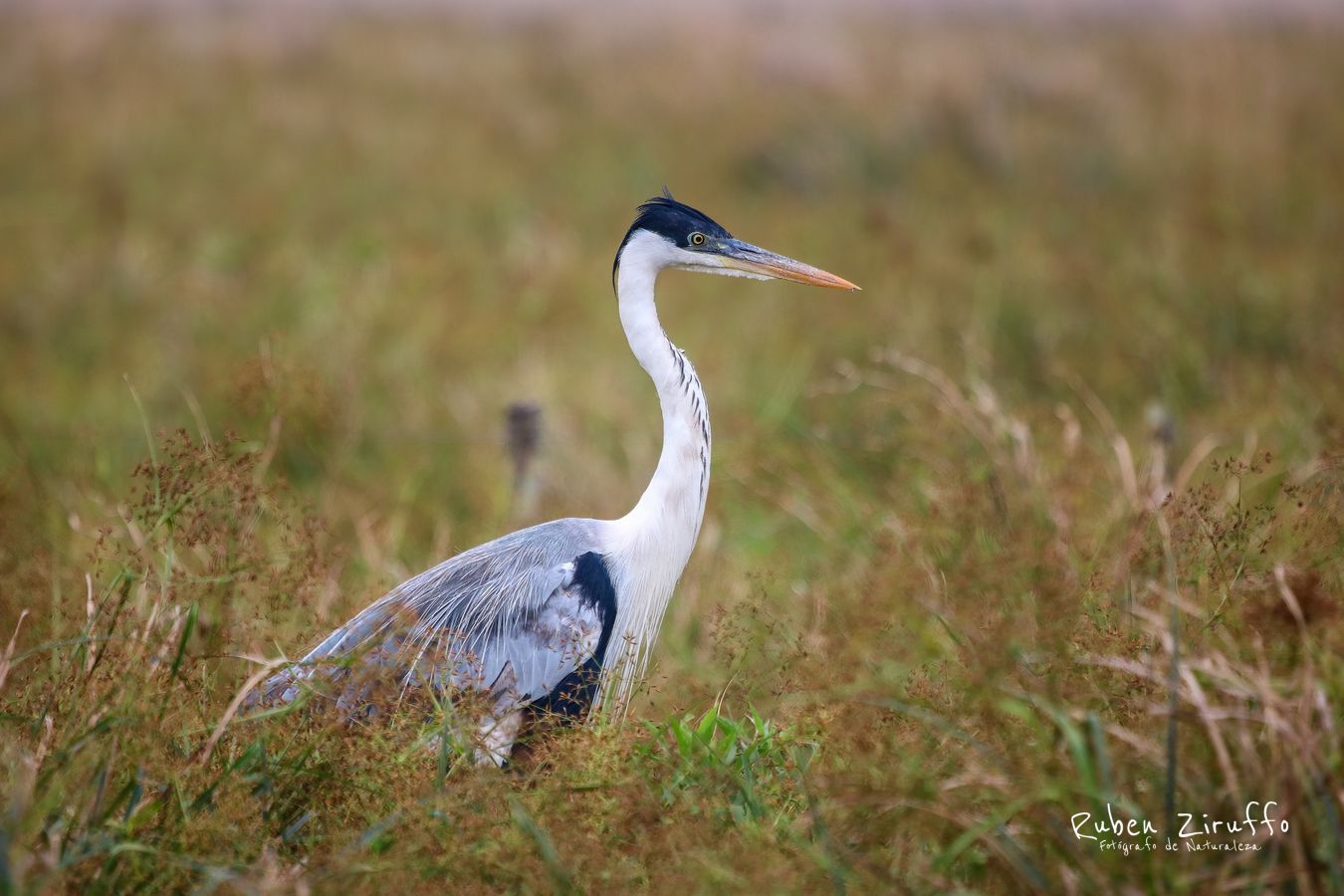 Garza Mora (Ardea cocoi)