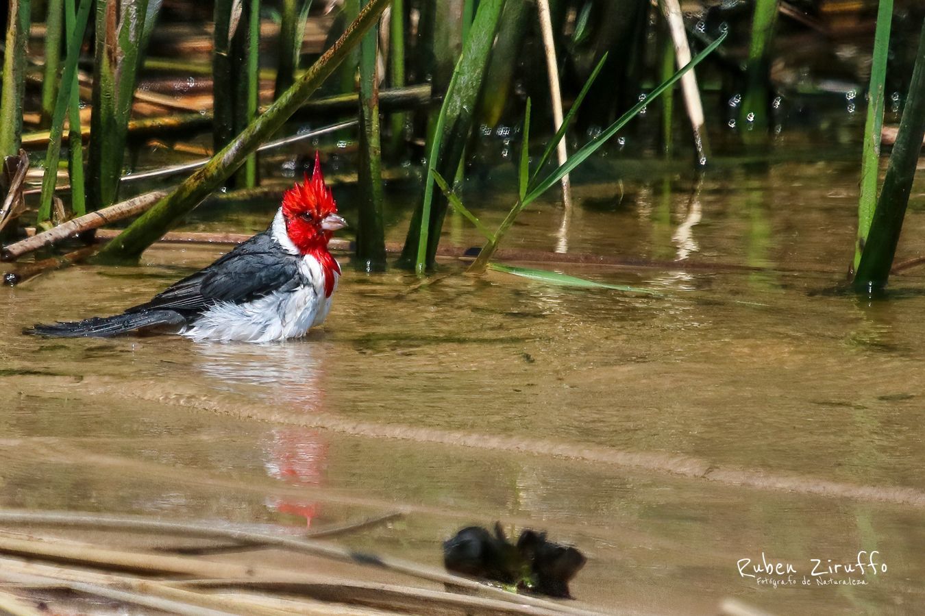 Cardenal camun (Paroaria coronata)