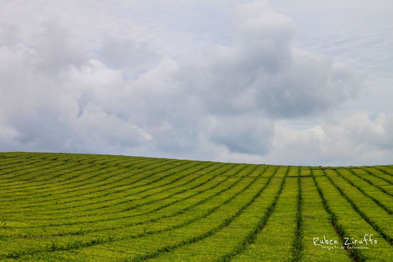 Campos de Te - Misiones - Argentina