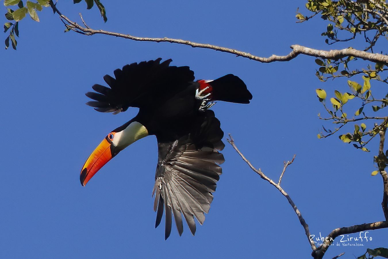 Tucan (Ramphastos toco)