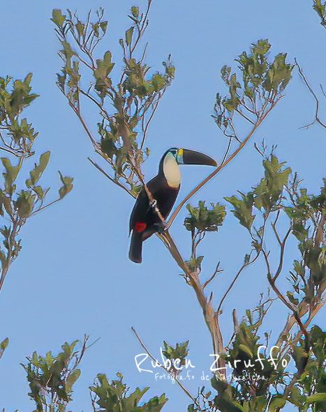 Tucan Blanco