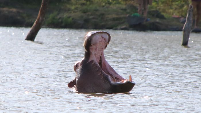 Hipopótamo (Hippopotamus amphibius)