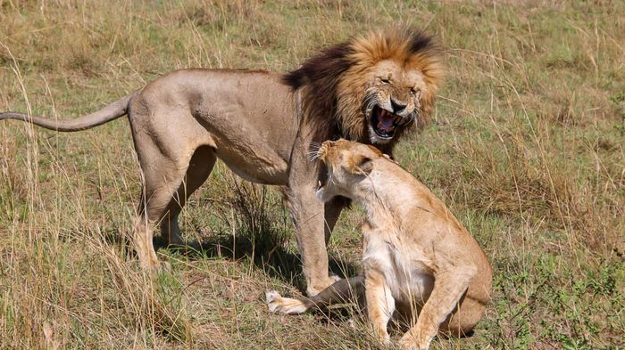 Leones (Panthera leo)