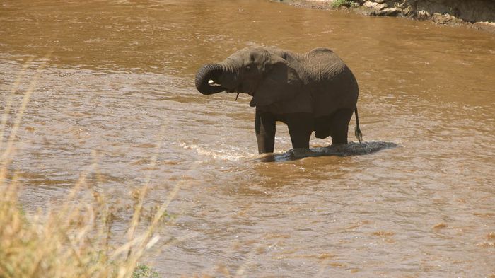 Elefante africano (Loxodonta africana)