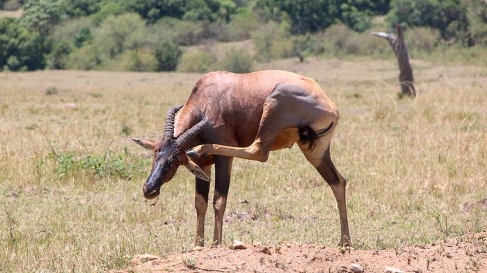 Topi (Damaliscus korrigum) 