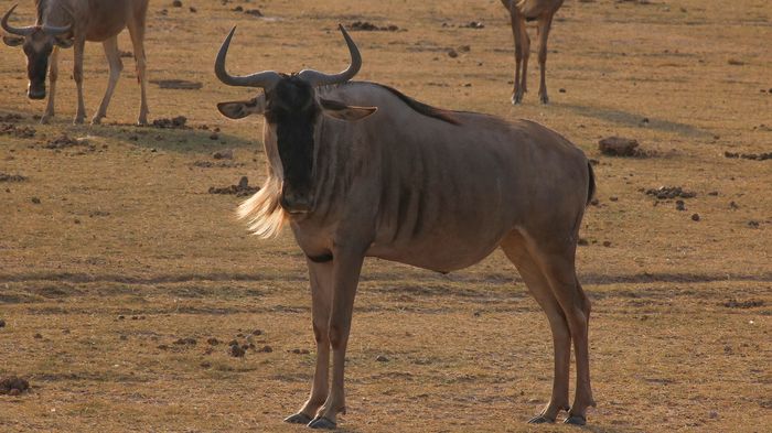 Ñu (Connochaetes taurinus)