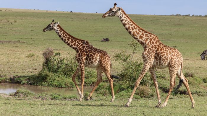 Jirafa (Giraffa camelopardalis) 