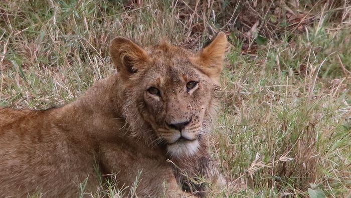 Leona (Panthera leo)