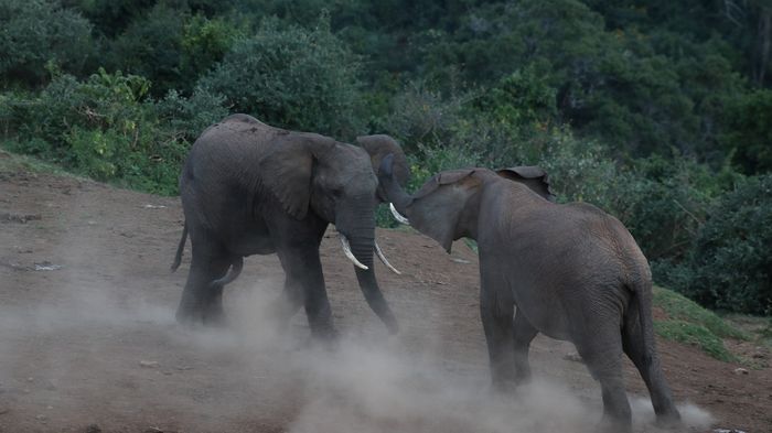 Elefante africano (Loxodonta africana)