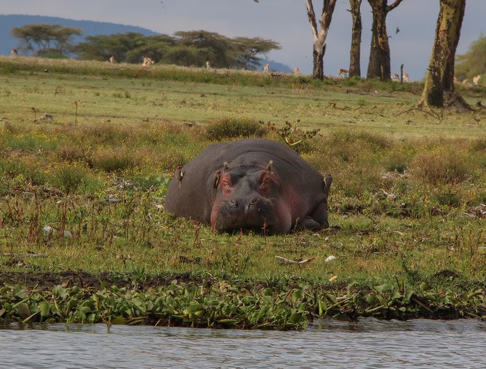 Hipopótamo (Hippopotamus amphibius)