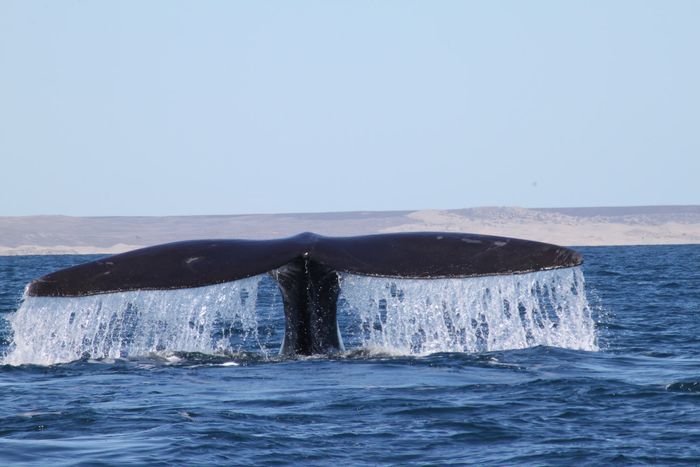 Ballana Franca Austral (Eubalaena australis)