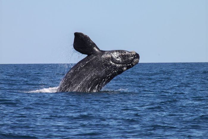 Ballana Franca Austral (Eubalaena australis)