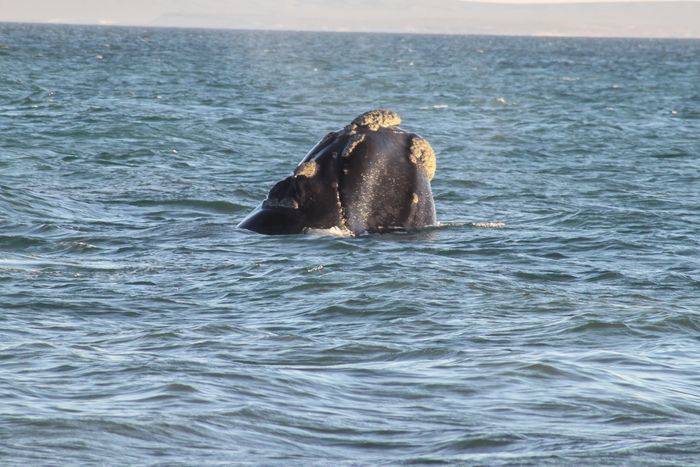 Ballana Franca Austral (Eubalaena australis)