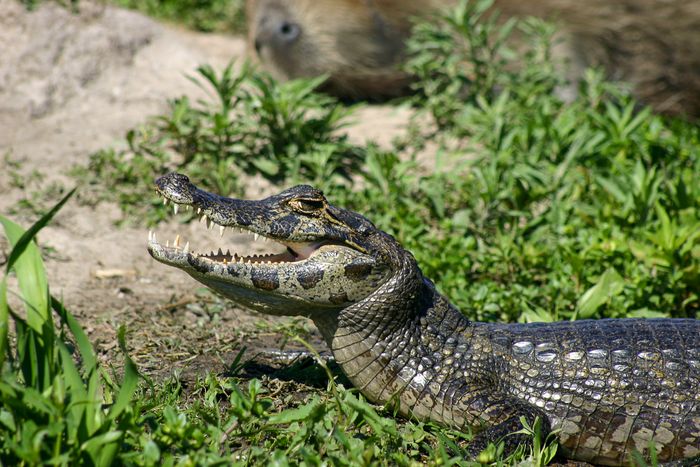 Yacare (Caiman yacare)