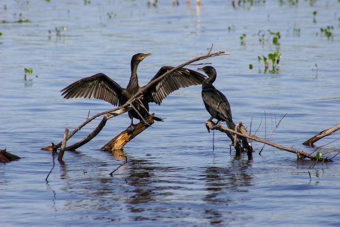 Bigua (Phalacrocorax brasilianus)