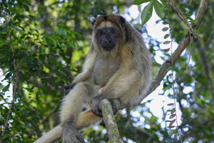 Mono Carayá (Alouatta caraya)