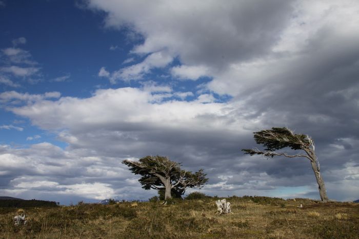 Arboles Bandera - Tierra del Fuego - Argentina