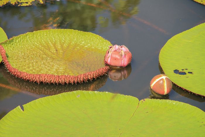 Victoria Regia