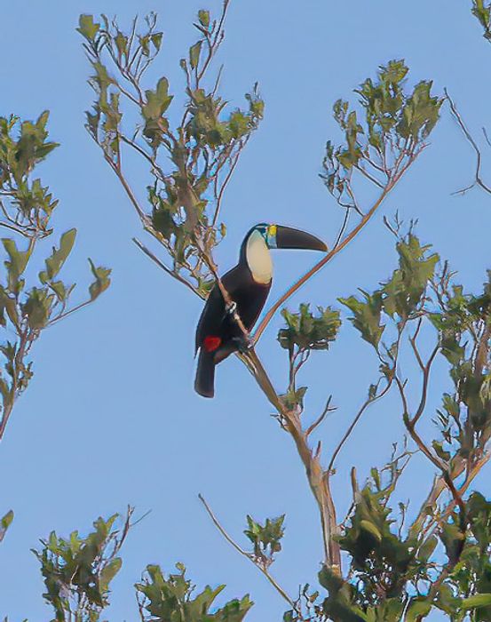 Tucan Blanco