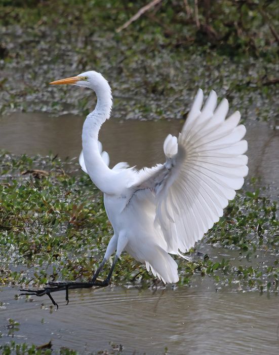 Garza Blanca ((Ardea alba) 