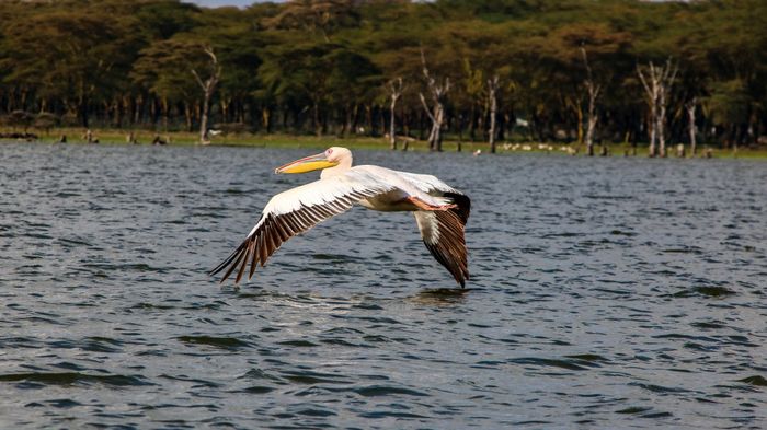 Pelícano africano(Pelecanus onocrotalus)