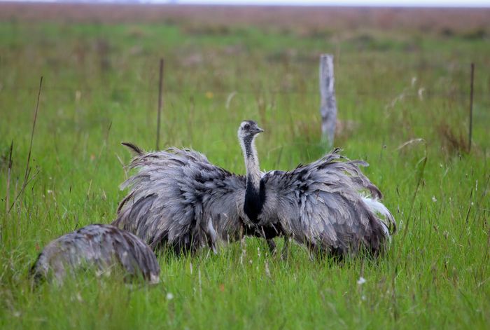 Ñandú (Rhea americana)