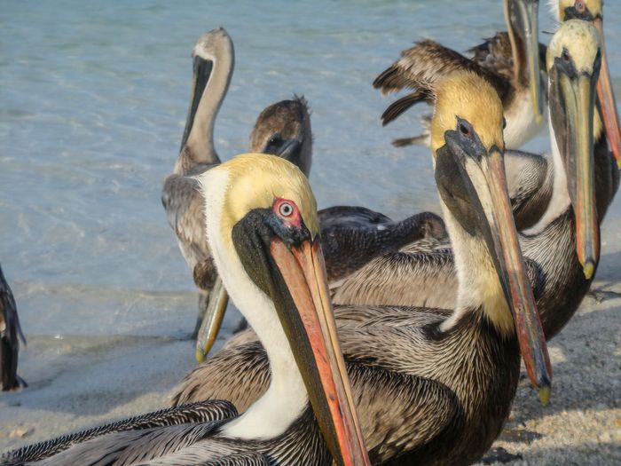 Pelícano Americano común (Pelecanus onocrotalus)