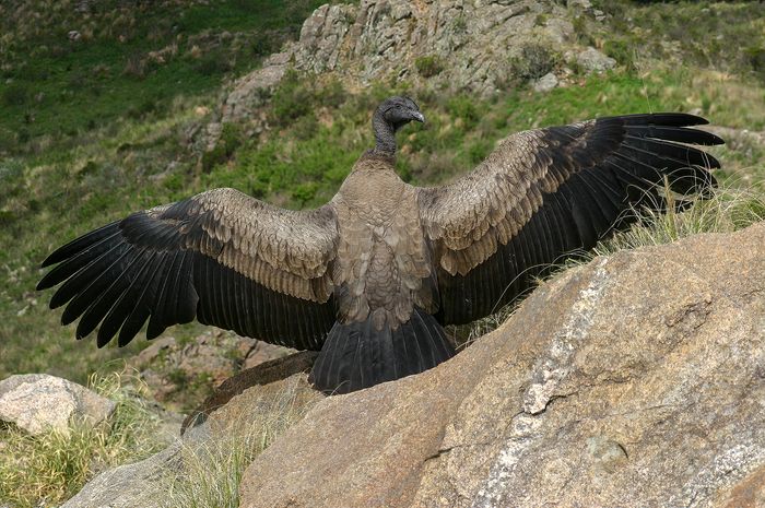 Condor Andino (Vultur gryphus)